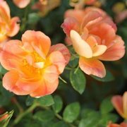 Heidetraum