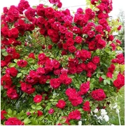 Rožė - Rosa FLAMMENTANZ