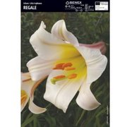 LILIJAS REGALE